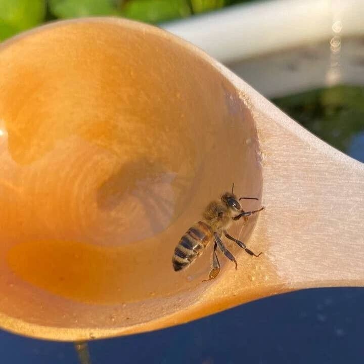 1newtime LLC - Vendita all'ingrosso Collutori - Collutorio alla Propoli, Soluzione Antibatterica per la Salute delle Gengive e l'Alito Cattivo, Cura Orale Naturale Quotidiana4