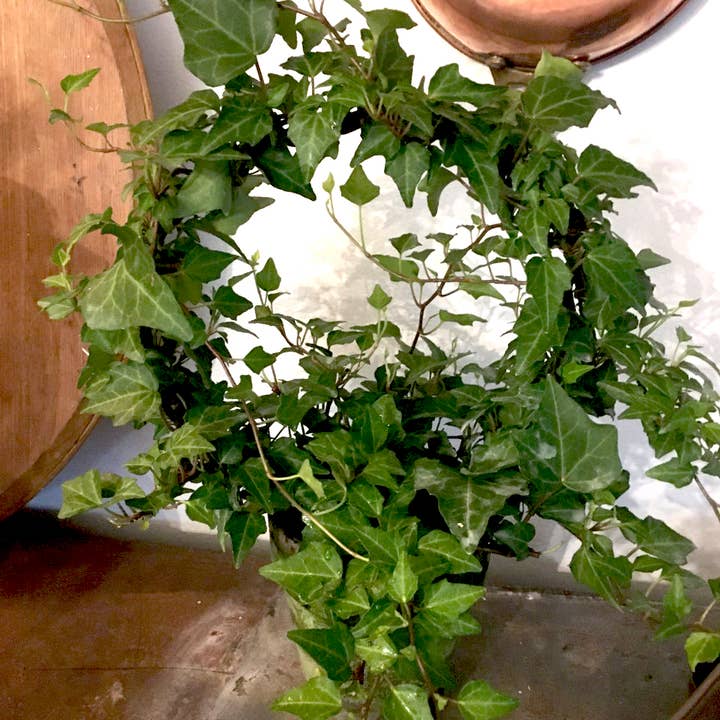 Bella Vintage Home Inc - Wholesale Live Plant - Live Plant-Green Ivy Ring