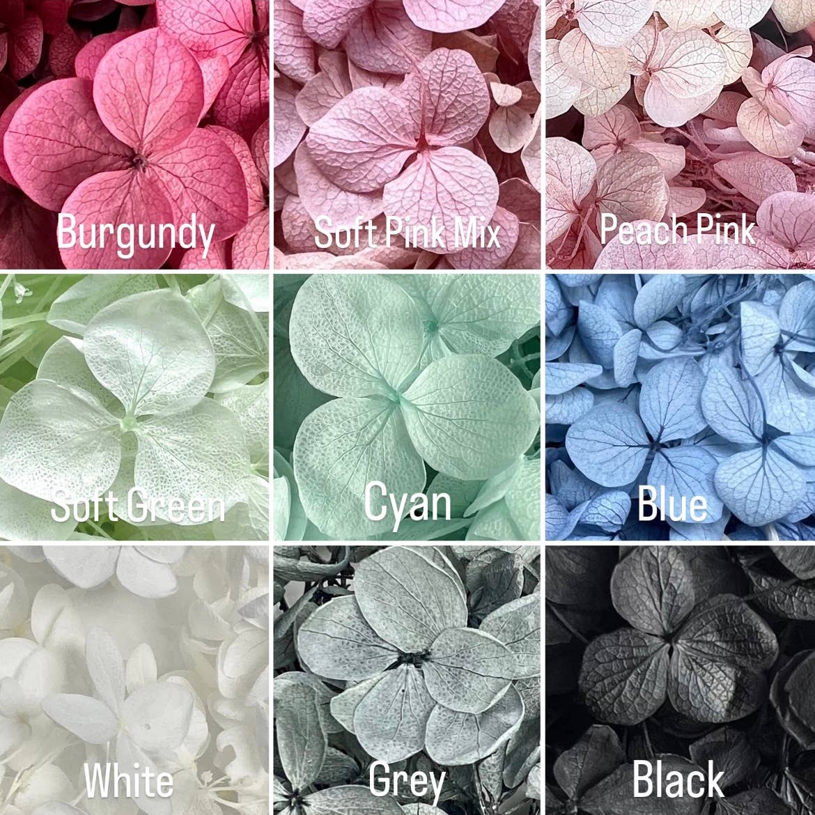 Flowery Work - Wholesale Dried/Pressed Flowers - 30 Colours Preserved & Dried Boxed Hydrangea Flower 30g4