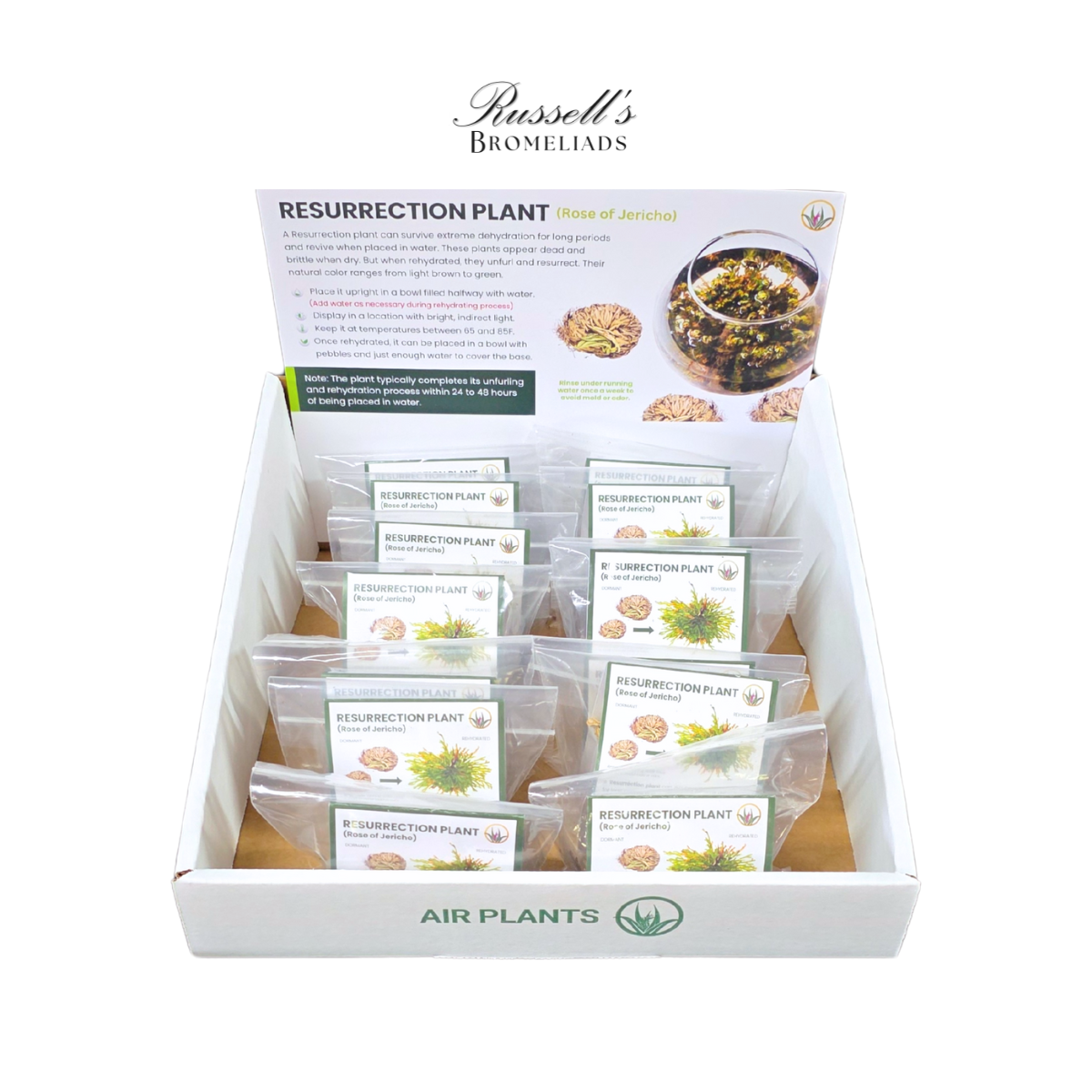 Russell's Bromeliads - Wholesale Live Plant - Resurrection Plant Set in Display Case - Half Pack5