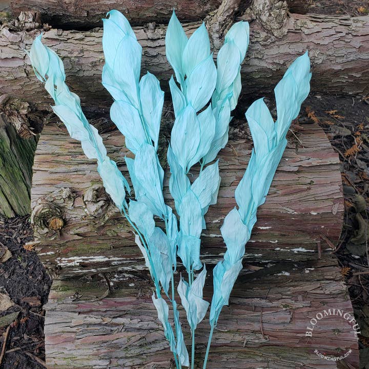 BLOOMINGFUL.COM - Wholesale Dried/Pressed Flowers - Preserved Israeli Ruscus Foliage, 5 stem- Tiffany Blue (011)