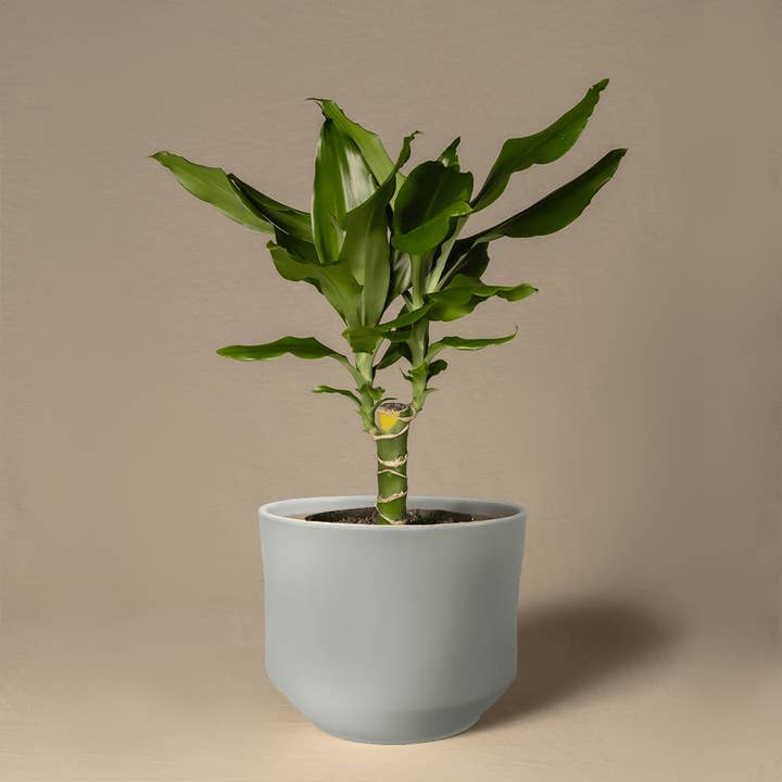 Calyx Dust Urn Ceramic Pot for wholesale by Floral Decor Imports