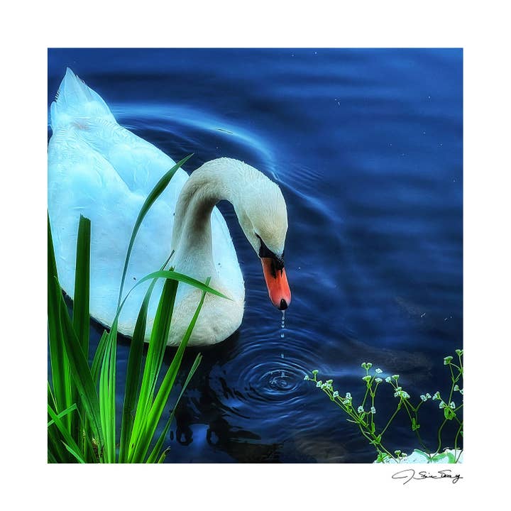 Swan for wholesale by Signature Image Gallery