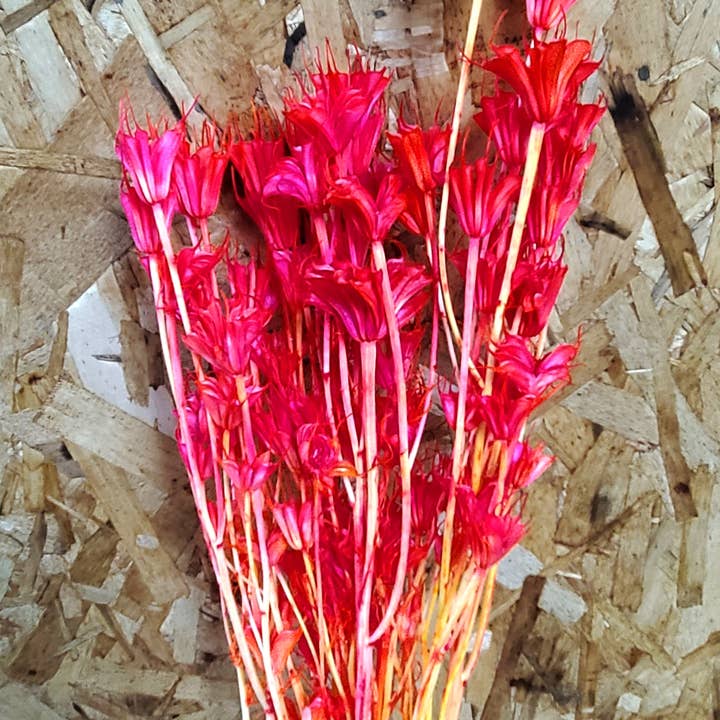 Dried Nigella Orientalis Flower - Hot Magenta Pink (025) for wholesale by BLOOMINGFUL.COM