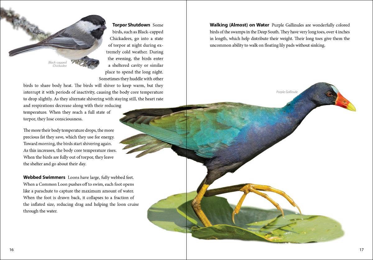 AdventureKEEN - Wholesale Nature & Outdoors Book - Bird Trivia7