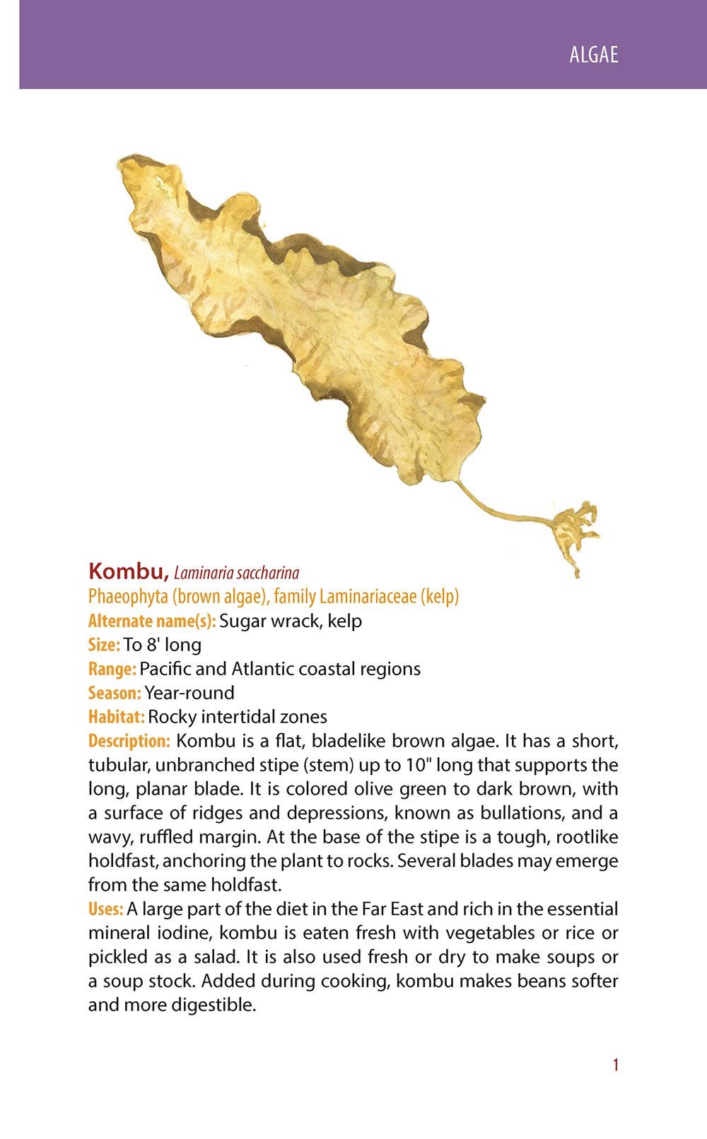 REMOVED BRAND - Wholesale Nature & Outdoors - Edible Wild Plants: A Falcon Field Guide, 2nd ed.3