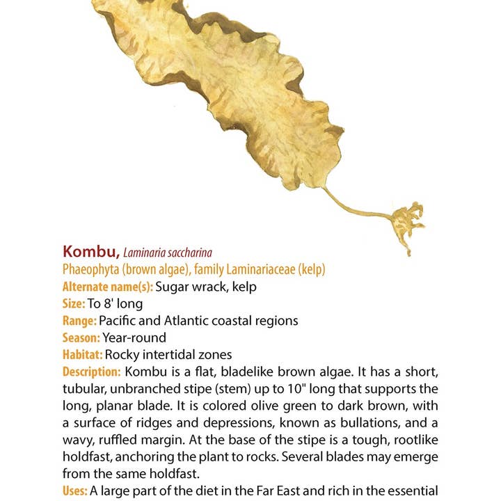 REMOVED BRAND - Wholesale Nature & Outdoors - Edible Wild Plants: A Falcon Field Guide, 2nd ed.3