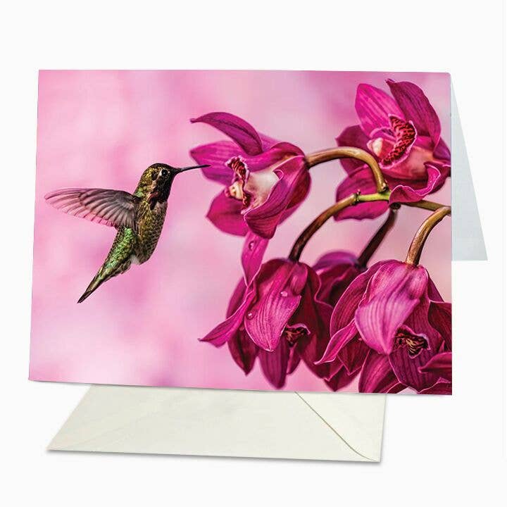 Kolibrie op roze blanco voor wholesale door St Thomas Greetings