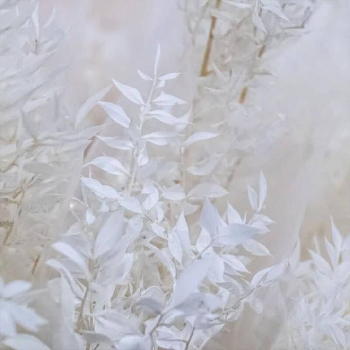 You Floral - Wholesale Dried/pressed flowers - Preserved Ruscus - 5 stems1