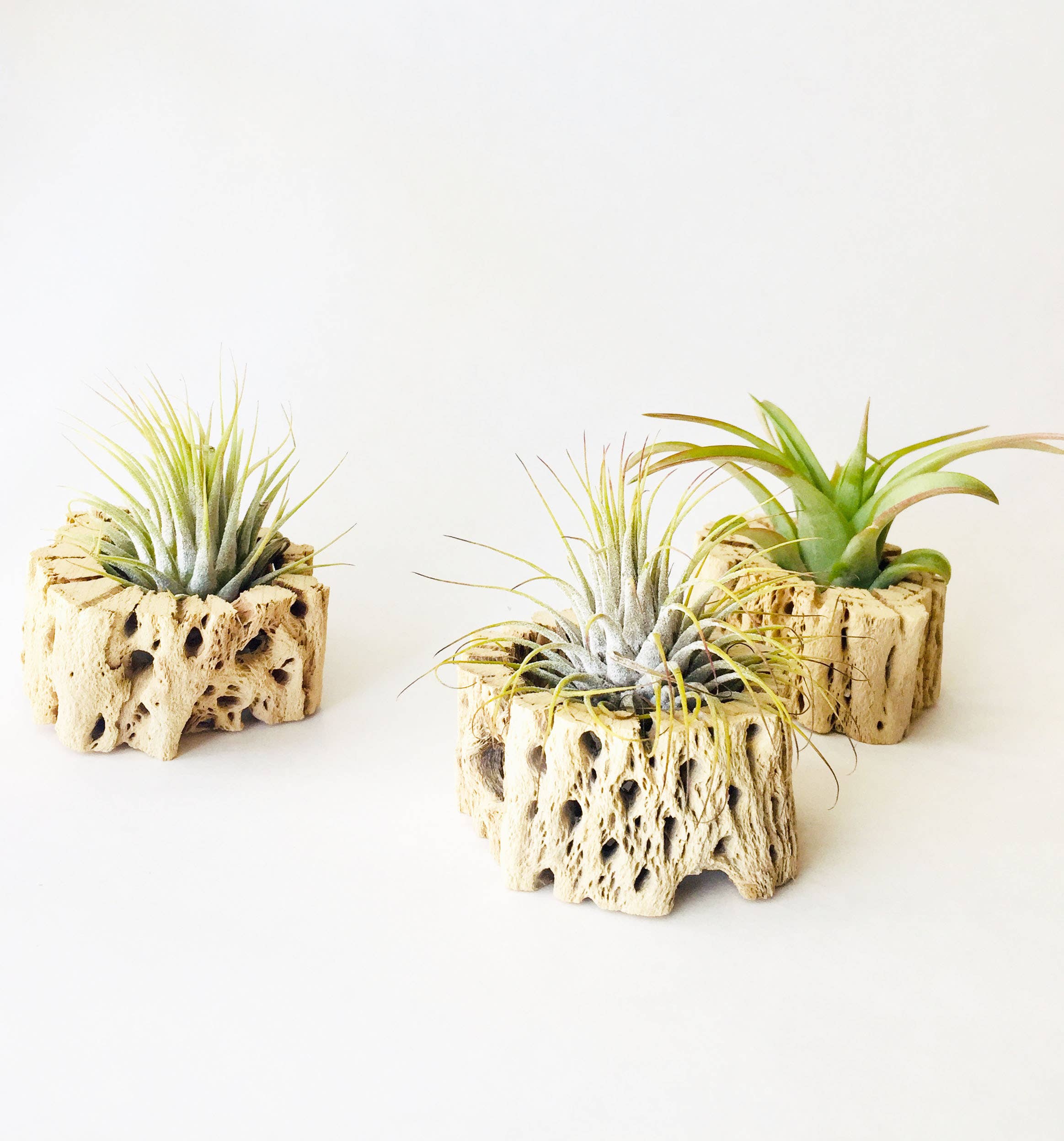 Mahalo Market - Wholesale Indoor Pot - Air Plant + Wood Holder - Indoor Planter1