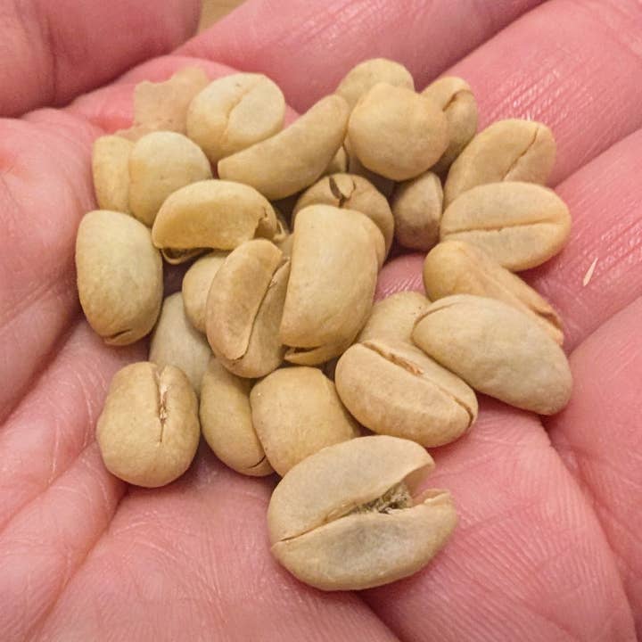 Coffee Seeds for wholesale by New Leaf Nurseries