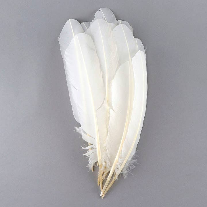 Turkey Quills by Pound - Left Wing - White for wholesale by Zucker Feather Products