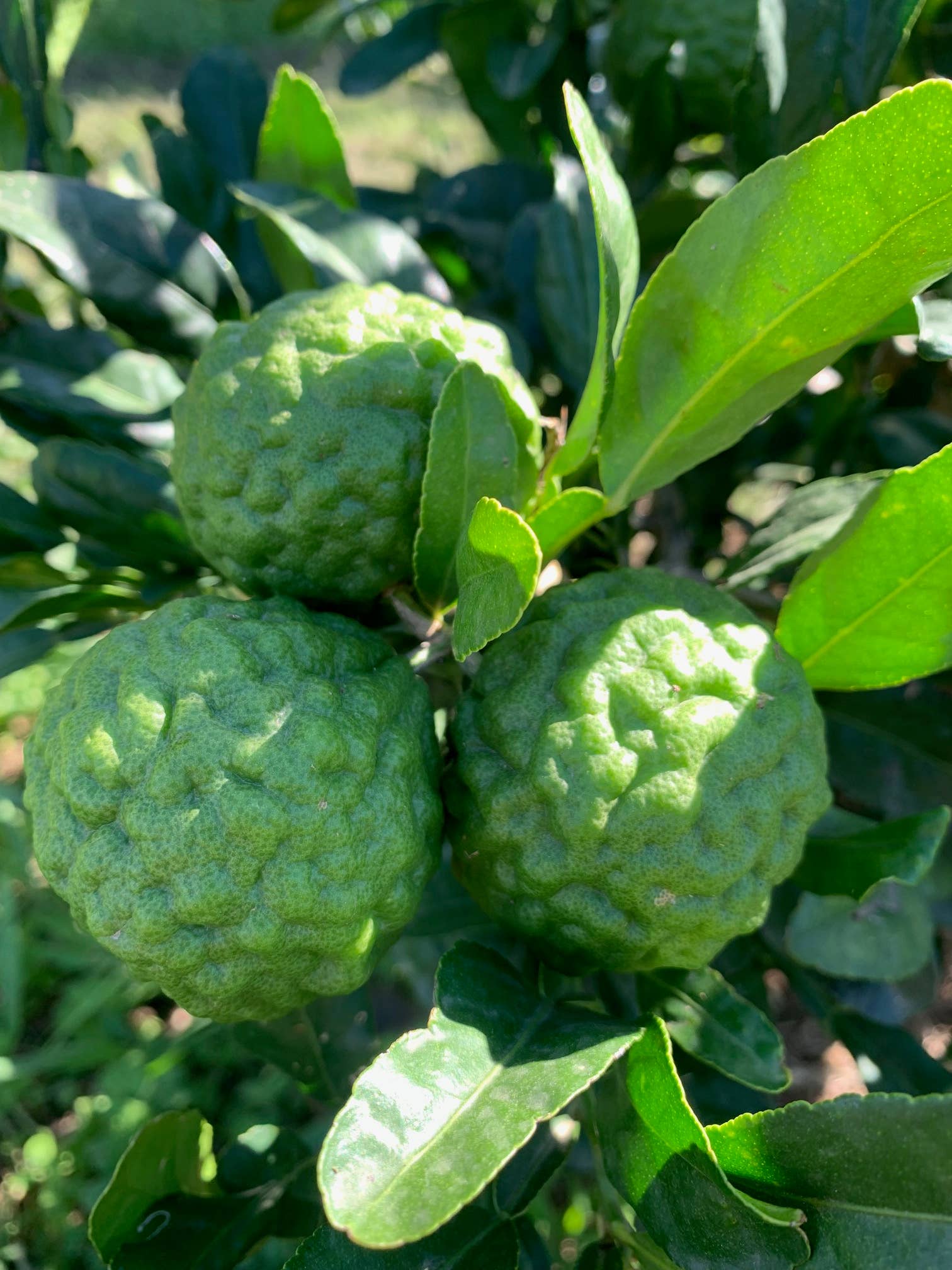 Essences Naturelles Corses - Vente Huile essentielle - Combava corse biodynamie - huile essentielle - Aromathérapie4