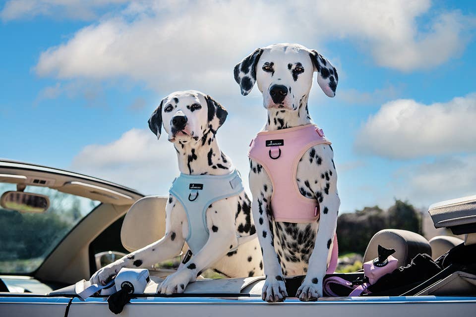 Cavology - Wholesale Pet Harness - Dog - DOG ADJUSTABLE HARNESS ASSORTED PACK 13