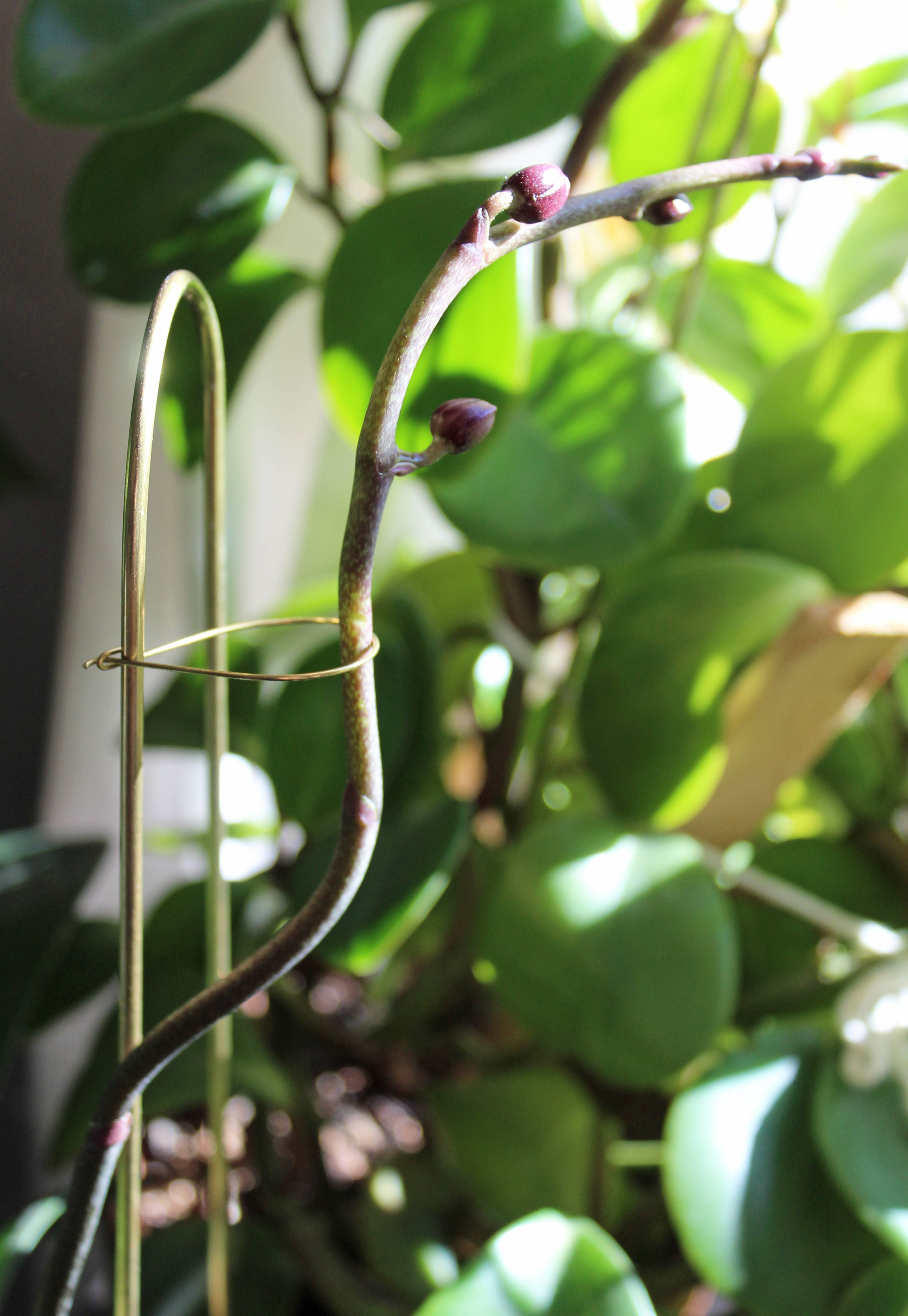 Andamio - Wholesale Plant Pot - Plant Pins Brass Houseplant Trellis Support - Assorted Sizes8