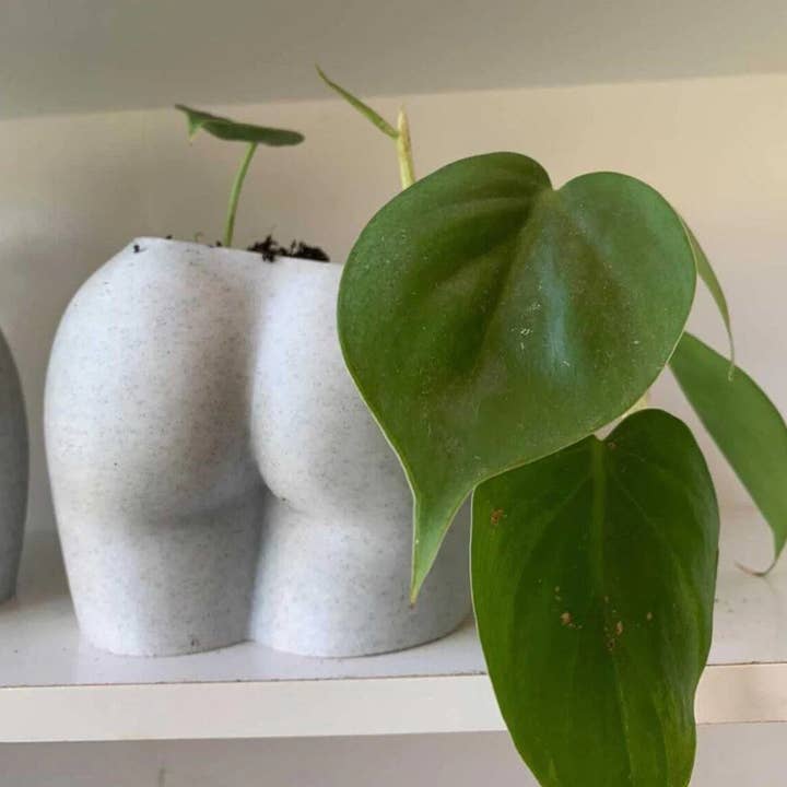 Peachy Pilea - Wholesale Plant Pot - Original Peachy Planter | More Sizes + Colors Available