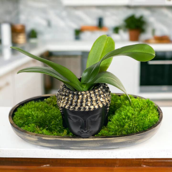 Planters Made in the USA - Wholesale Decorative Tabletop Object - Moss Table Centerpiece Decor Preserved Plant, Forever Green18