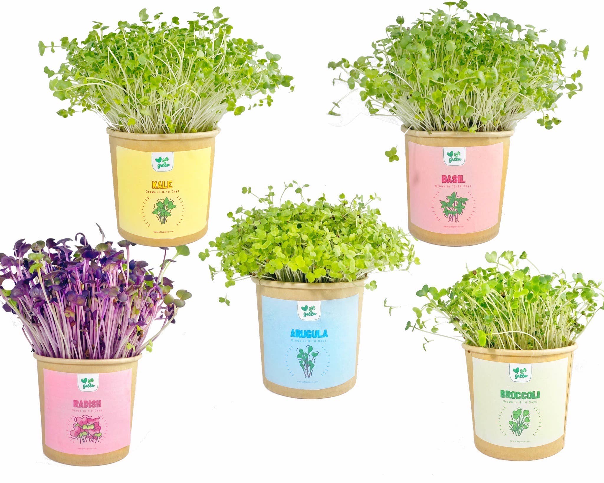 giftagreen - Wholesale Plant Seeds - Gift Box - All Occasion8