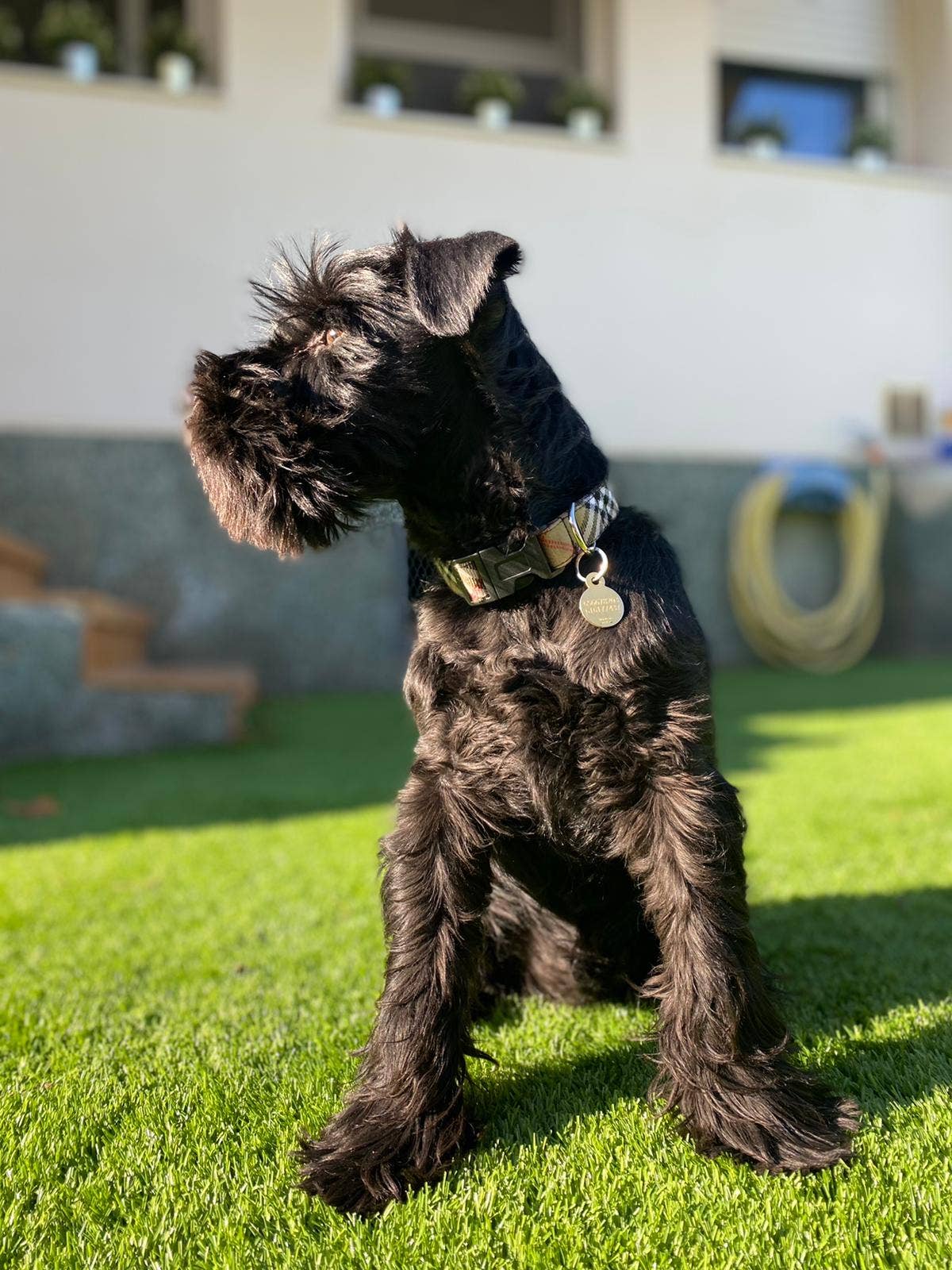 Izala Dog - Wholesale Pet Collar - Dog - Dog Collar “Berry”6