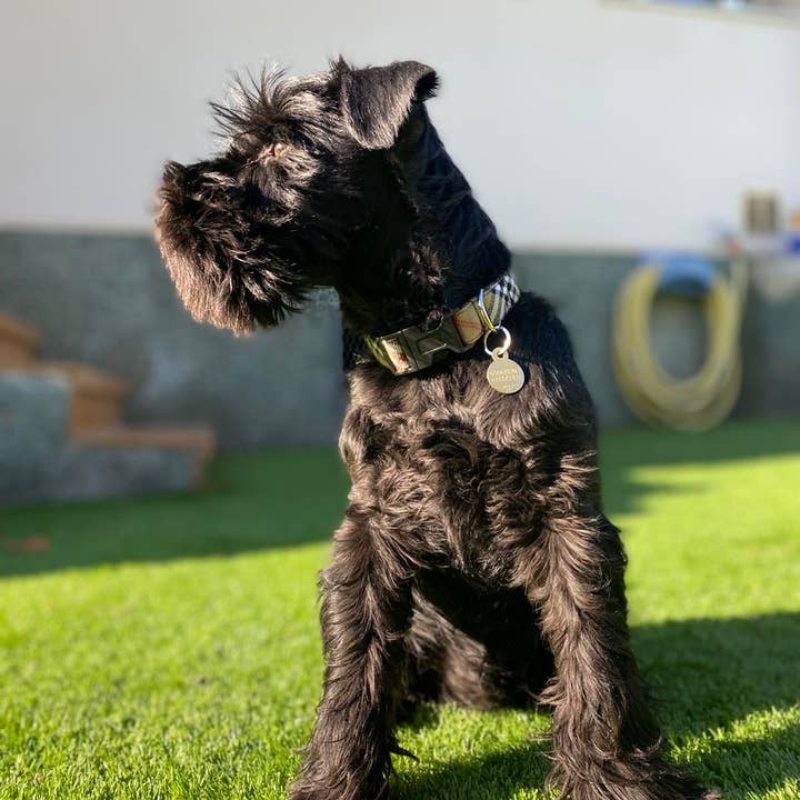 Izala Dog - Wholesale Pet Collar - Dog - Dog Collar “Berry”6