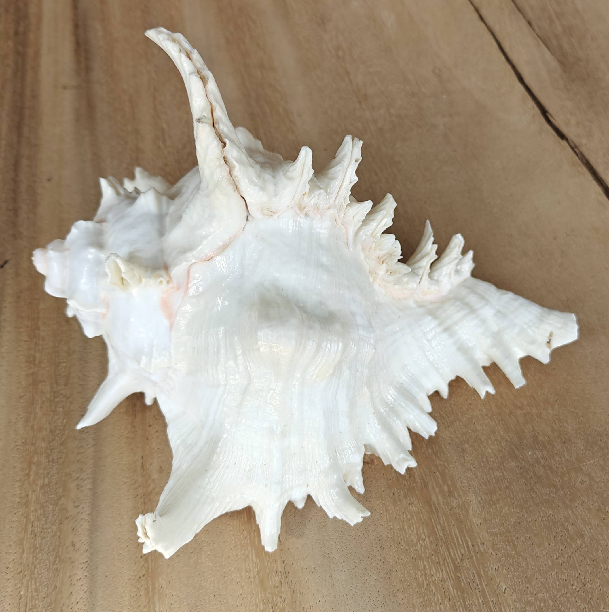 Product Import Holland - Wholesale Decorative Tabletop Object - Rogik Large - Shells - beach - decoration - coast1