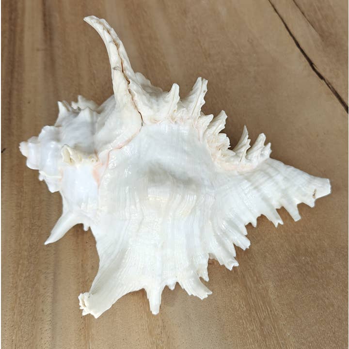 Product Import Holland - Wholesale Decorative Tabletop Object - Rogik Large - Shells - beach - decoration - coast1