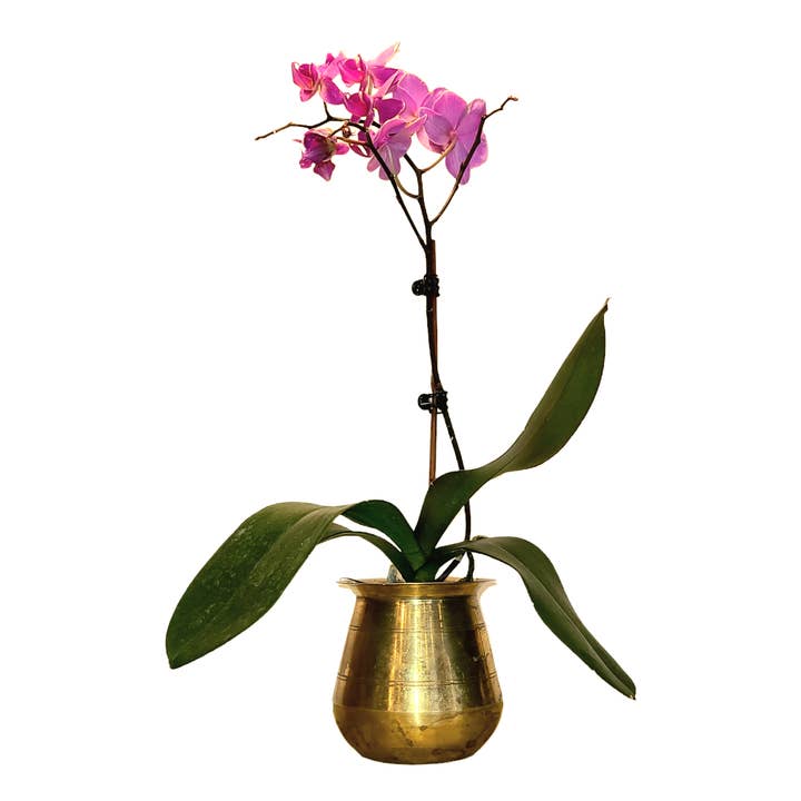 Asia West - Vendita all'ingrosso Vasi per piante - Pentola piccola in ottone5