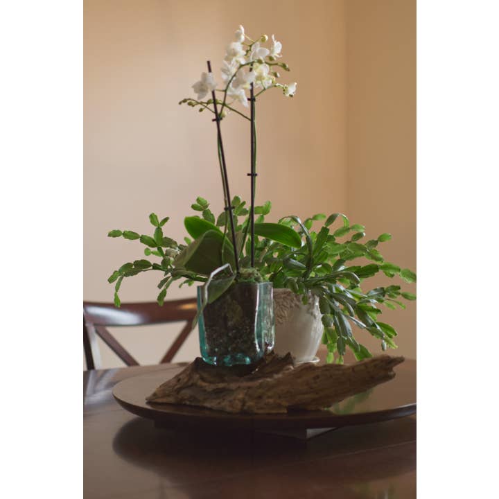 Cohasset Gifts - Vendita all'ingrosso Decorazioni da tavolo - Vaso quadrato in vetro su radice di gamal - circa 10 cm di diametro4