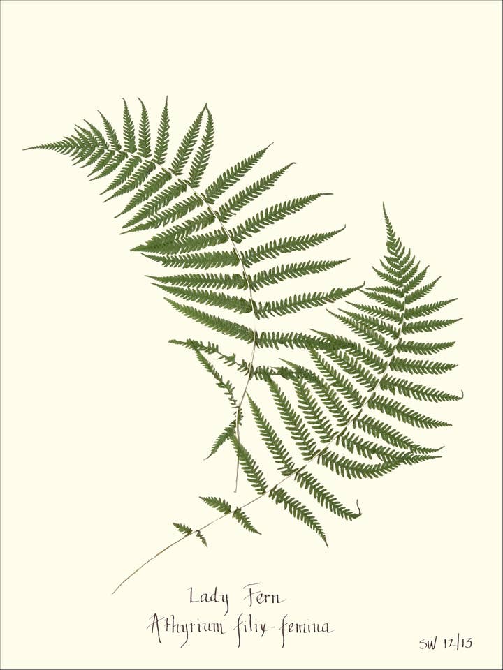 Pressed Lady Fern - Botanical Art Print for wholesale by Homegrown Art Co