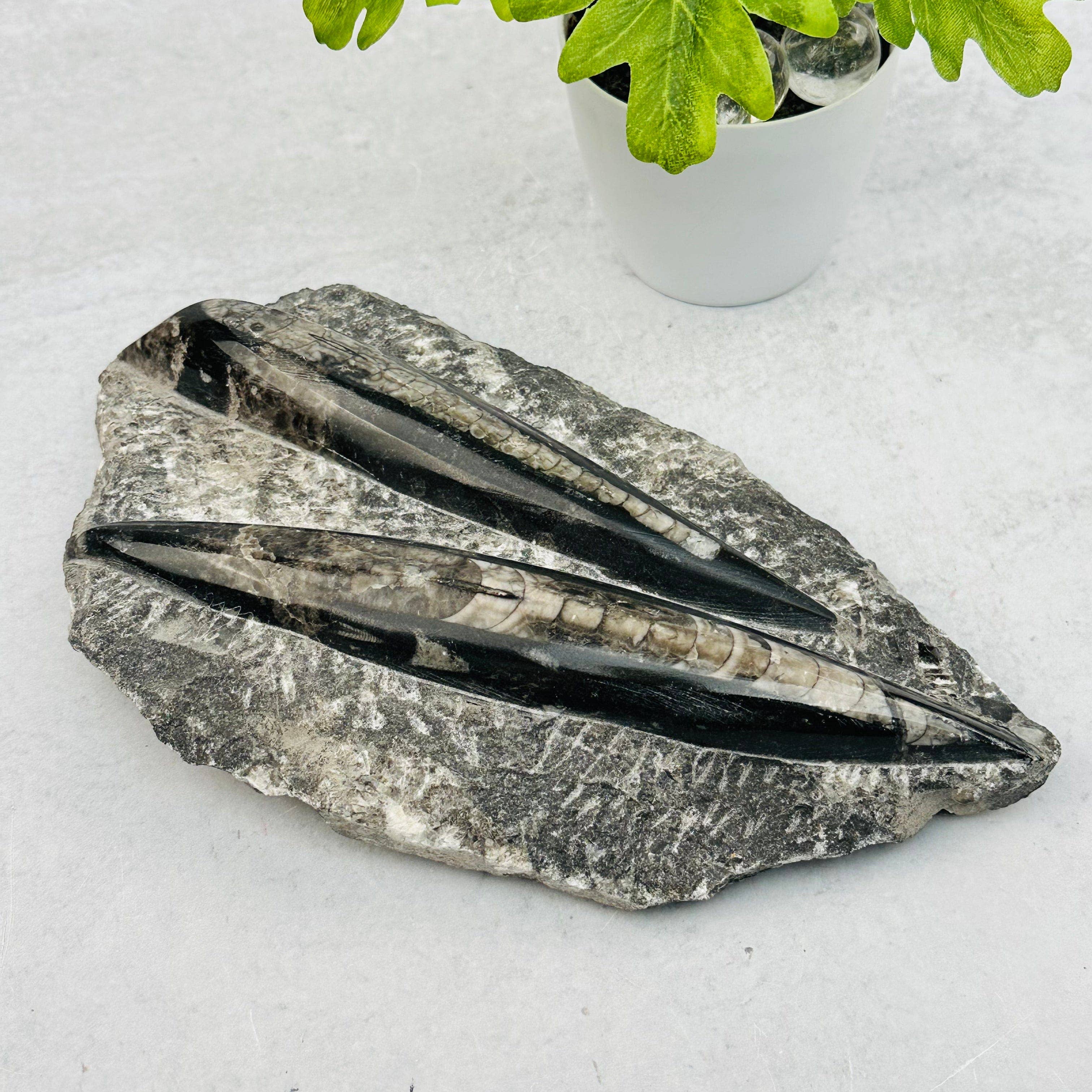 Rock Paradise - Wholesale Spiritual Stone/Crystal - Orthoceras Plaque - 2 Orthoceras - Fossil Collection2