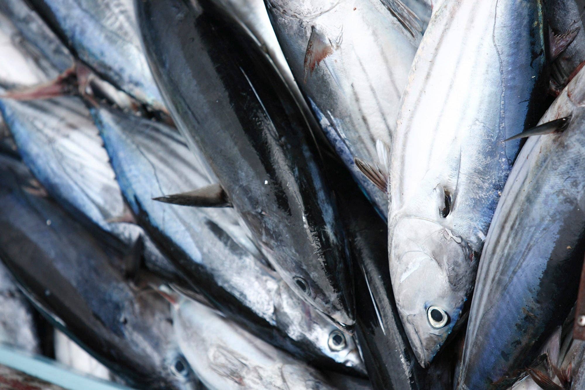 Portugalia Imports - Wholesale Tinned Fish - Santa Catarina Solid Tuna in Olive Oil2