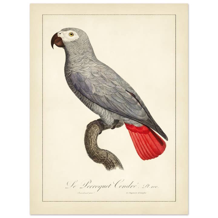 Maison de Paloma - Wholesale Art Print - Le perroquet cendré17