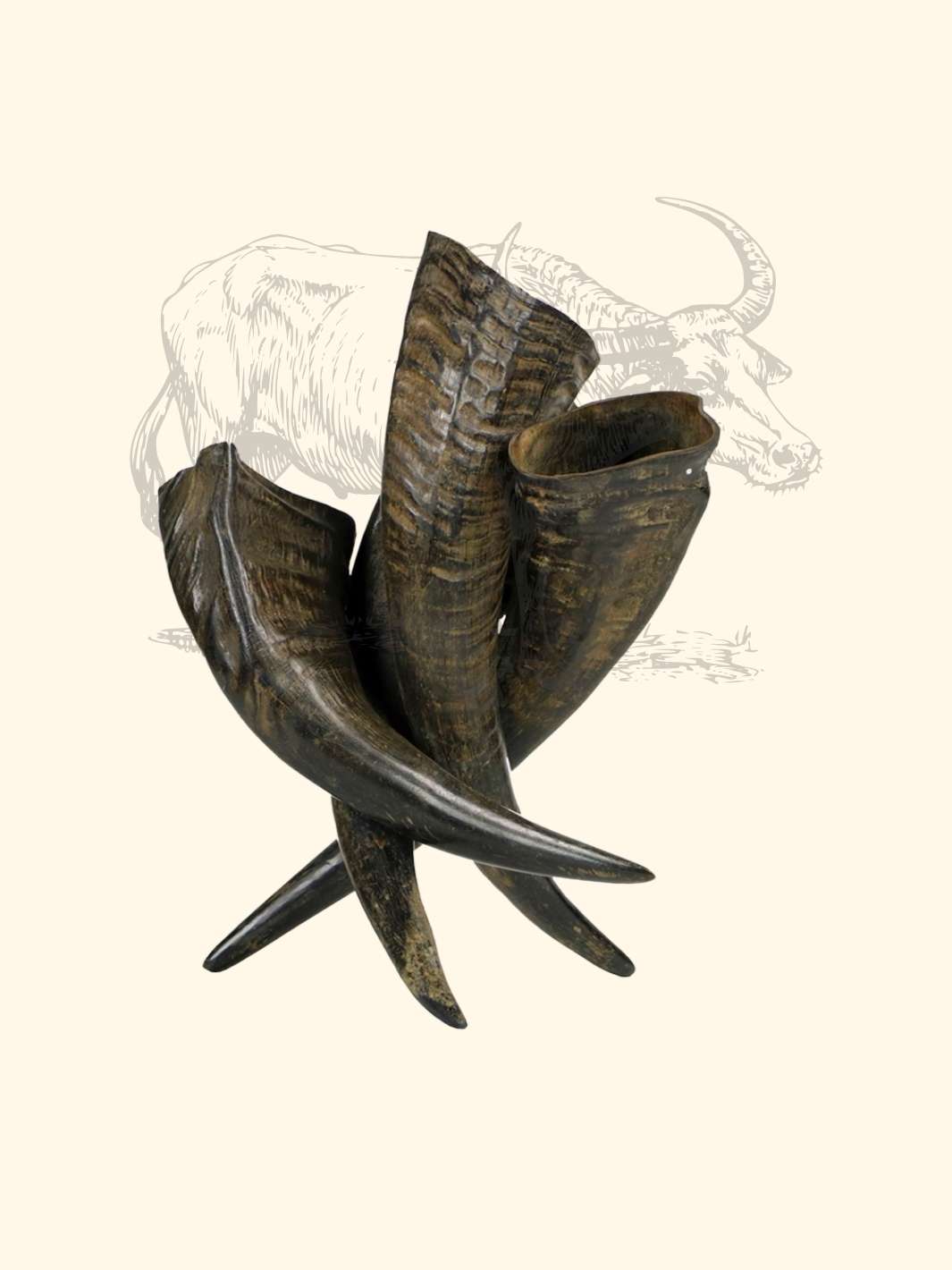 Truffe Délice - Wholesale Pet Chew Toy - Dog - Buffalo horn4