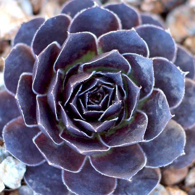 Best Plant Friend - Wholesale Succulent - Sempervivum heuffelii 'Mystique' – 2-Inch Grower Pot0