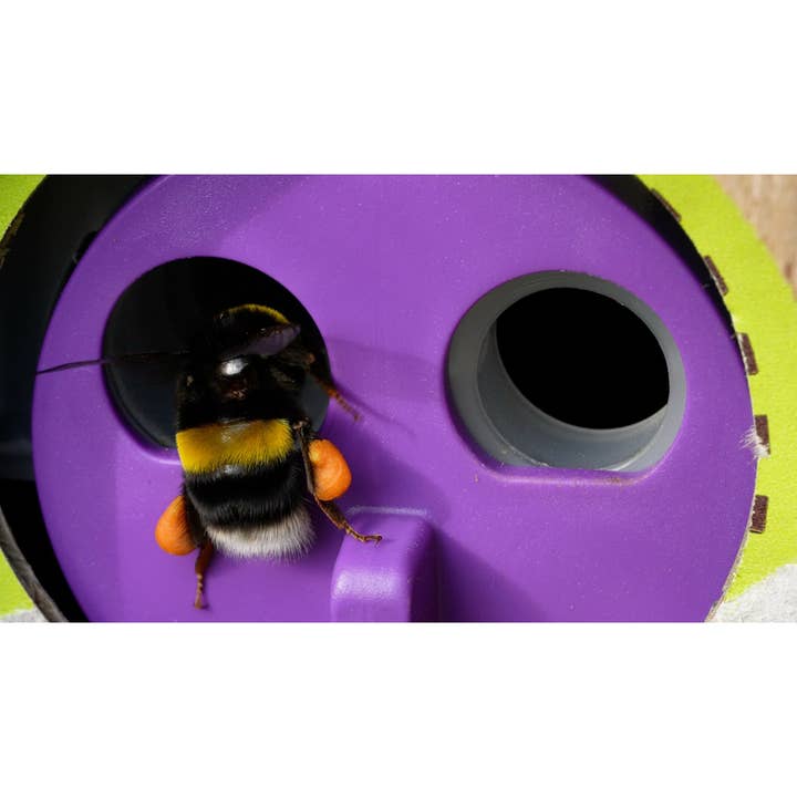 Agralan - Wholesale Plant Seeds - Bumblebee Colony Refill