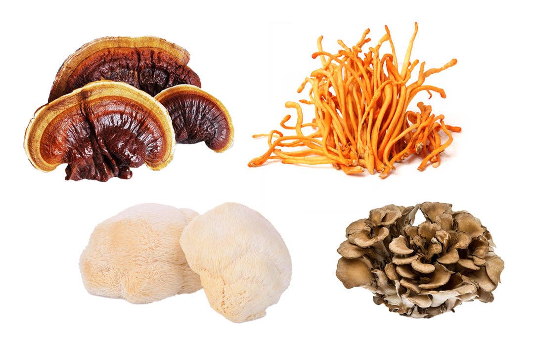 GO Mushrooms - Wholesale Tincture - SUPER MUSHROOM5