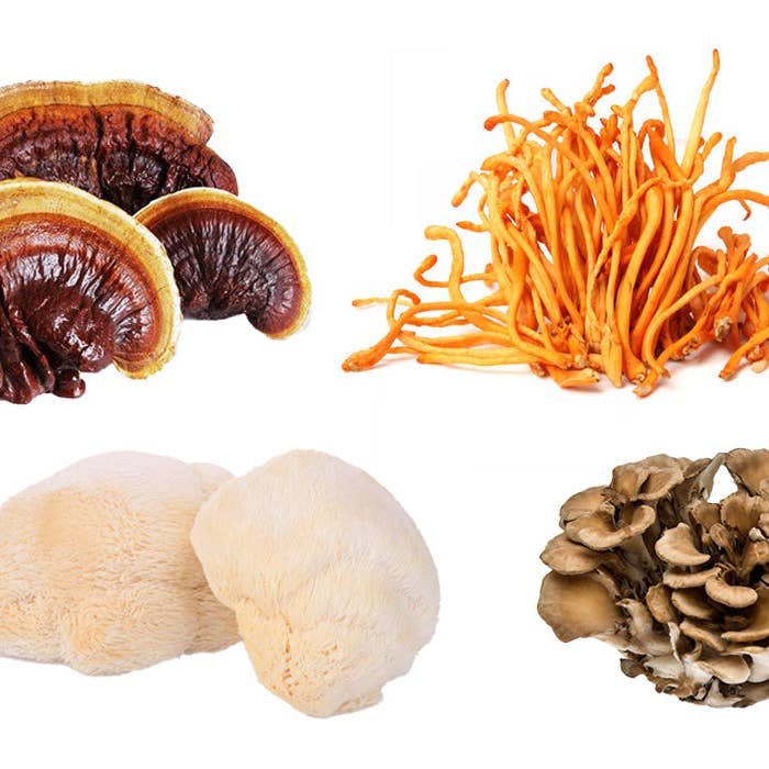 GO Mushrooms - Wholesale Tincture - SUPER MUSHROOM5