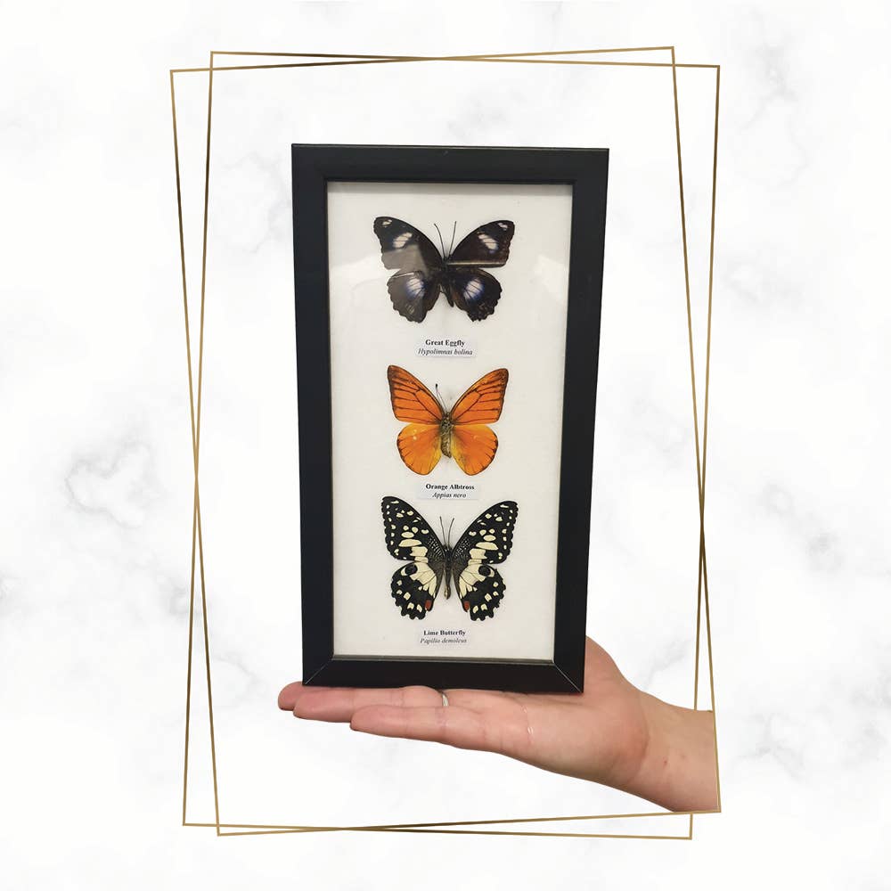 VIE – wholesale Wall Accent – Butterfly Mounted Under Glass, Assorted6