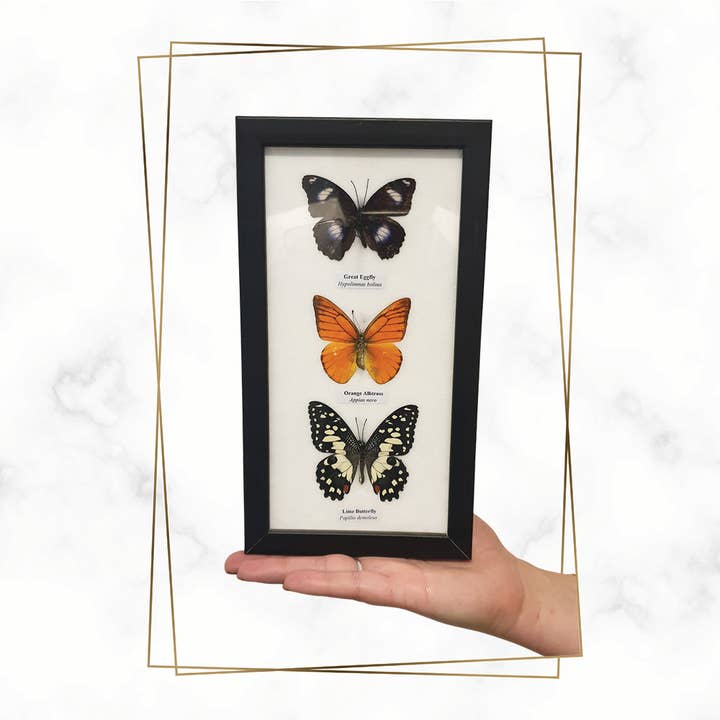 VIE - Wholesale Wall Accent - Butterfly Mounted Under Glass, Assorted18