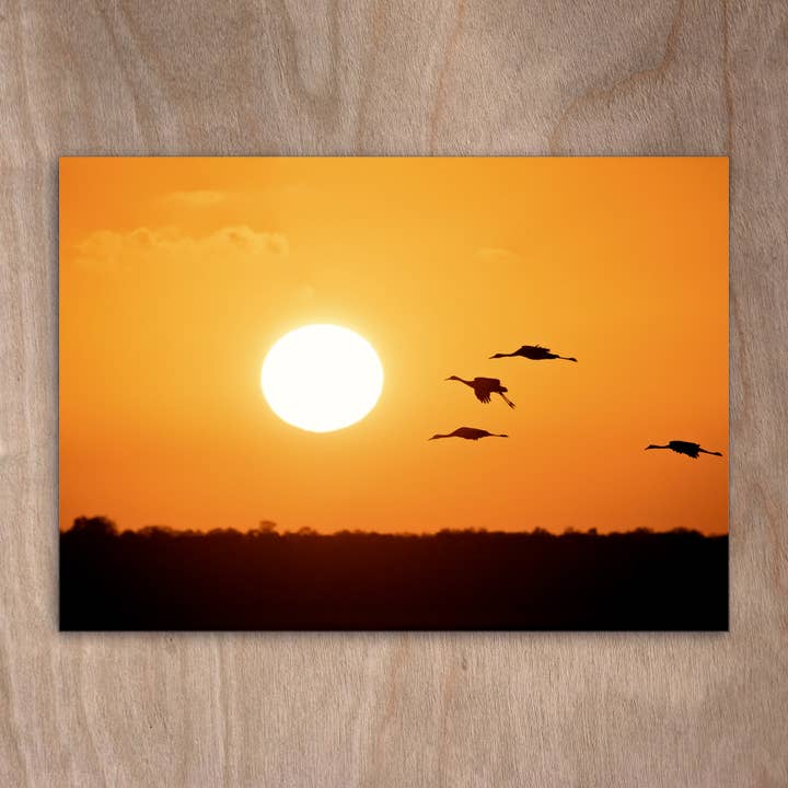 Cartolina Eye0448 Gru grigia Crane Sunrise per la vendita all'ingrosso da parte di eye-comm