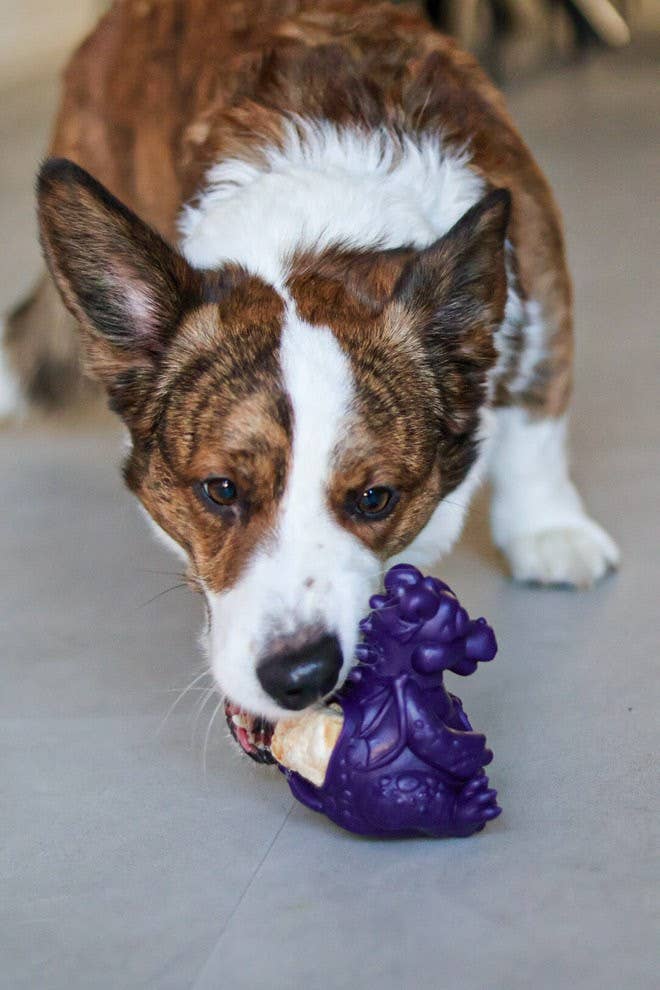 Yeti Dog Chew - Wholesale Pet Chew Toy - Dog - Puff & Play Starter Kit Mixed6