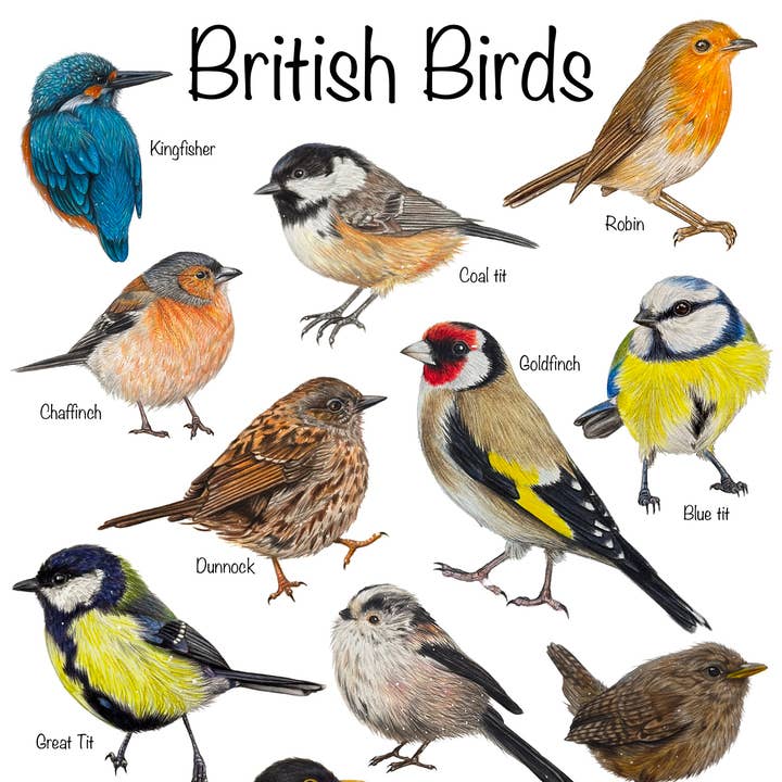 British Birds Print for wholesale by Emmy Turner Illustration
