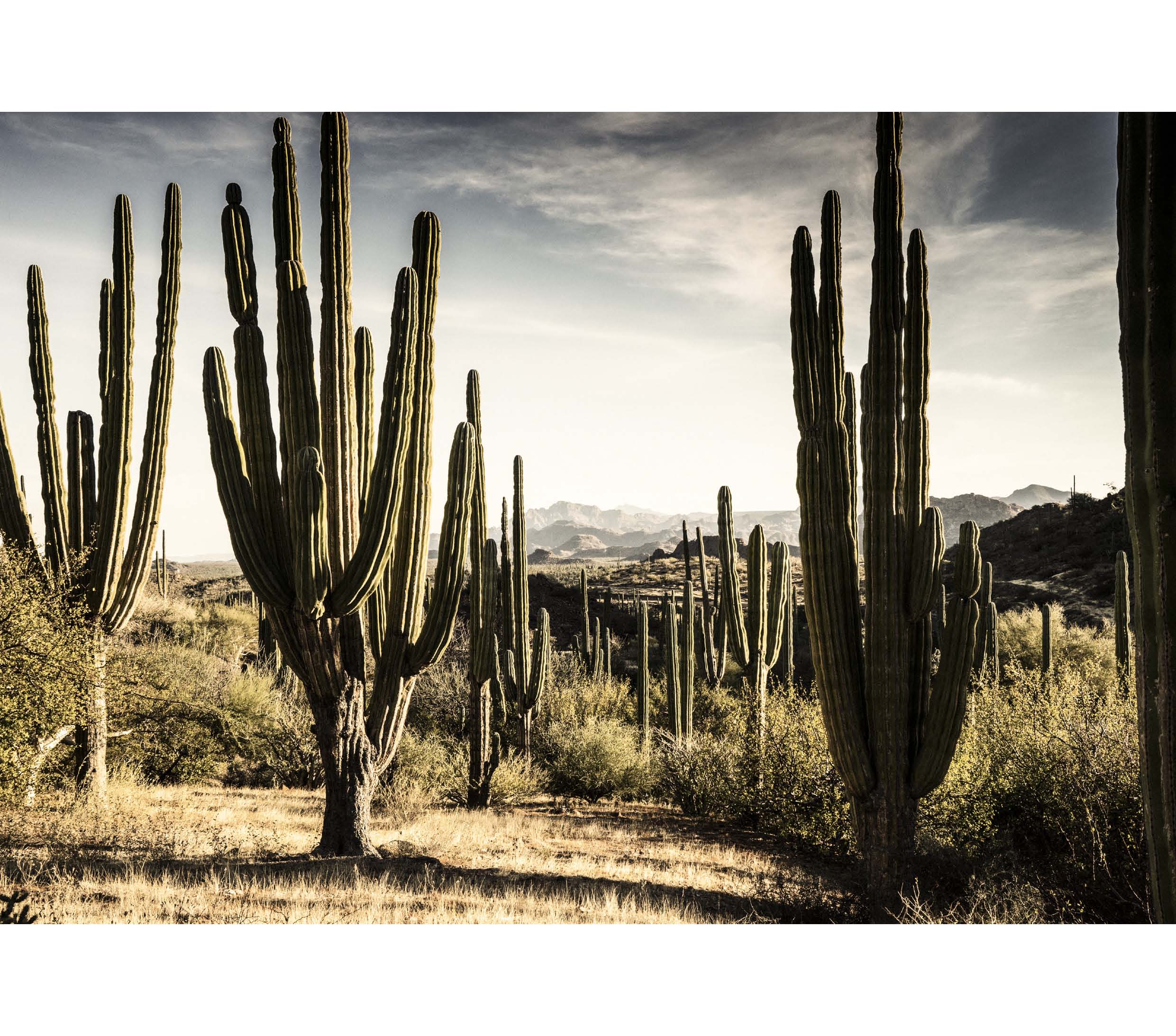 Sunset & Venice - Wholesale Notebook - Refranes Mexicanos2