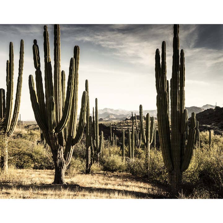 Sunset & Venice - Wholesale Notebook - Refranes Mexicanos2