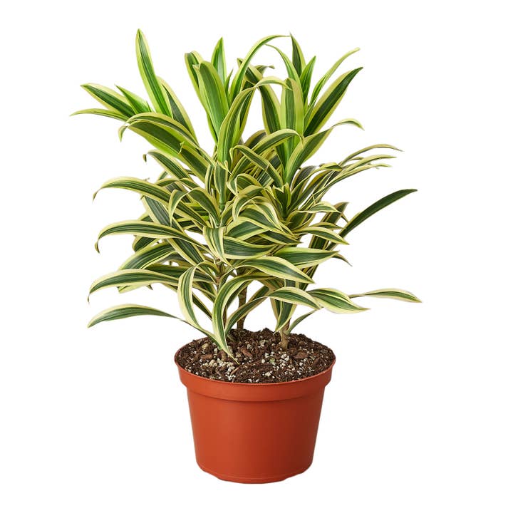 House Plant Wholesale - Wholesale Live Plant - DRACAENA SONG OF INDIA 6-inch