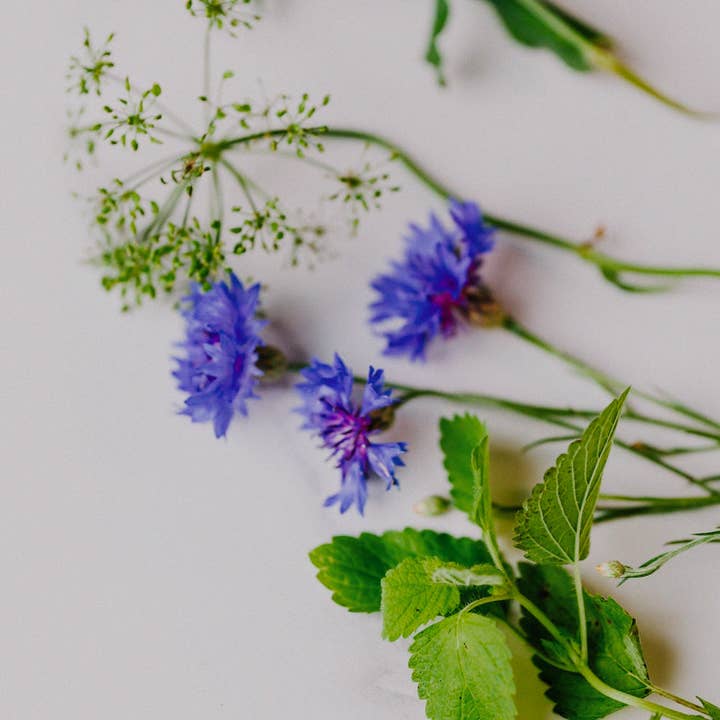 BerlinGreen - Wholesale Plant Seeds - cornflower1