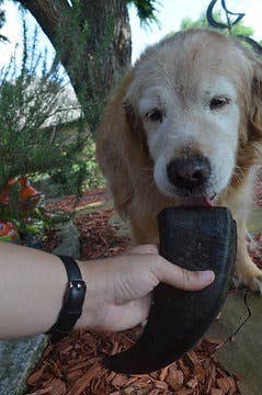 QT Dog, LLC - Wholesale Pet Treats - Dog - Buffalo Hornz8