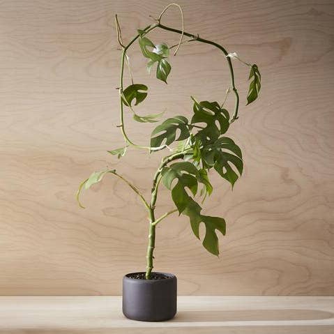 BOTANY porcelain Plant Pot SMALL and other Purchase Wholesale plug plants. Free Returns & Net 60 Terms on Faire trending on Faire.