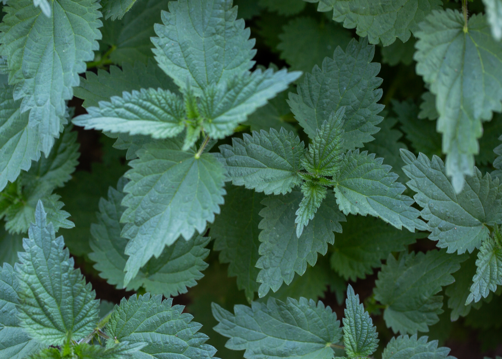 Taproot Medicine - Wholesale Oral Supplement/Vitamin - Strong Woman Syrup3