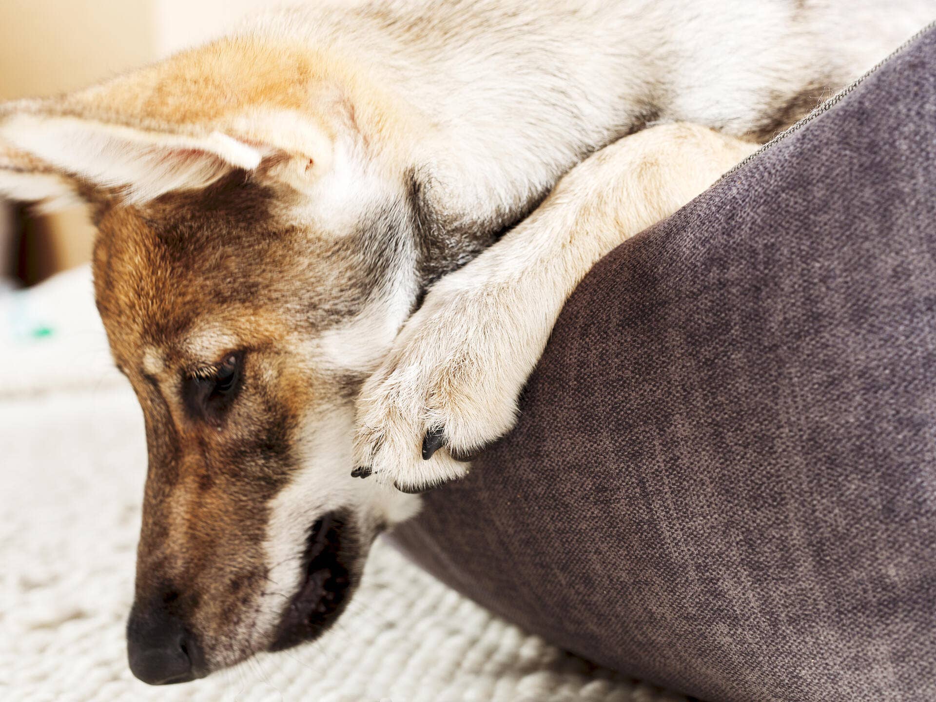 LABONI - Volentis GmbH - Wholesale Pet Bed - Dog - ORTHO PET BED GLAM22